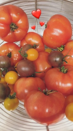 home-grown-tomatoes